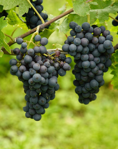 Grapes-2