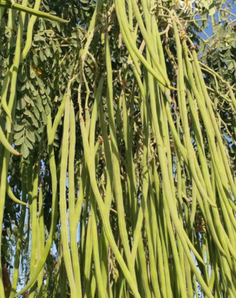 Moringa-4