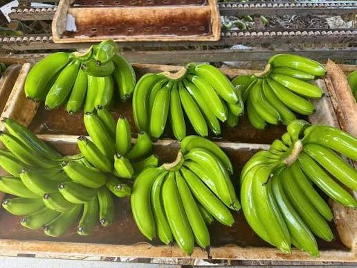 Cavendish Banana Export Quality Standards – Fresh Export Quality Bananas