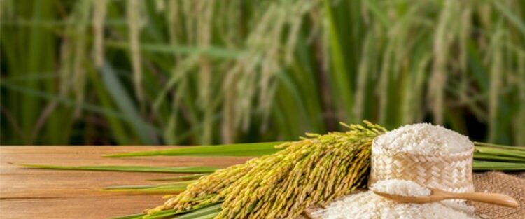 Global Demand for Indian Rice – Premium Quality Rice Export from India by VM Exim