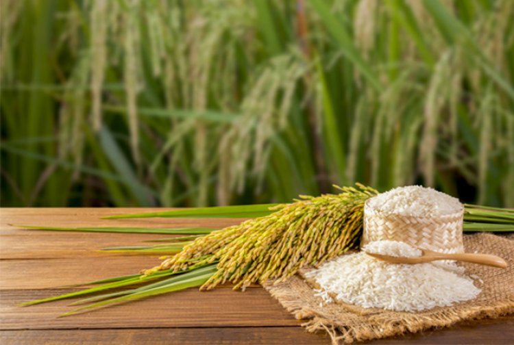 Global Demand for Indian Rice – Premium Quality Rice Export from India by VM Exim