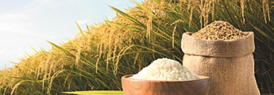 Rice Export Process from India | Complete Step-by-Step Guide | VM EXIM International
