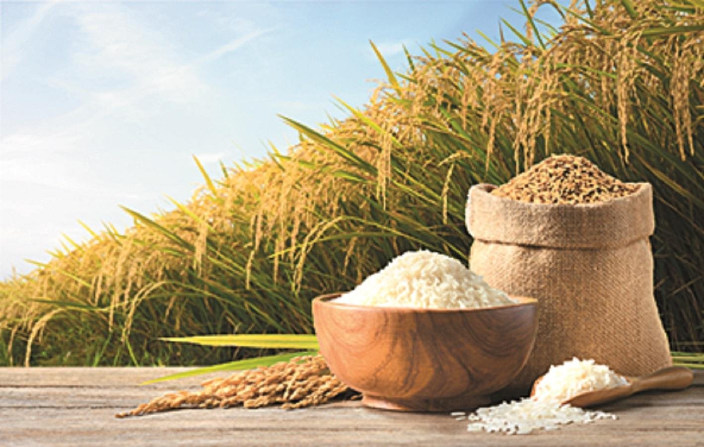 Rice Export Process from India | Complete Step-by-Step Guide | VM EXIM International