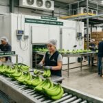 Shelf Life Management in Banana Export | Complete Guide